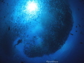   Jackfish swarm diver  